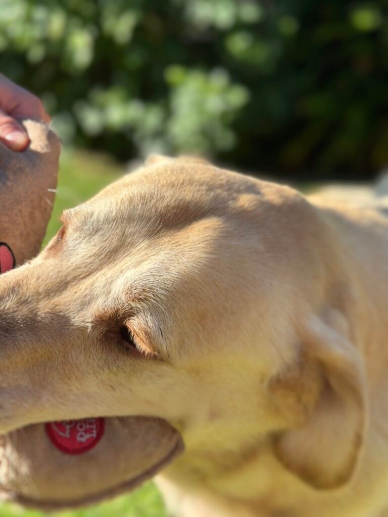 Pet sitting dog. Playing with a toy outside while pet sitting.