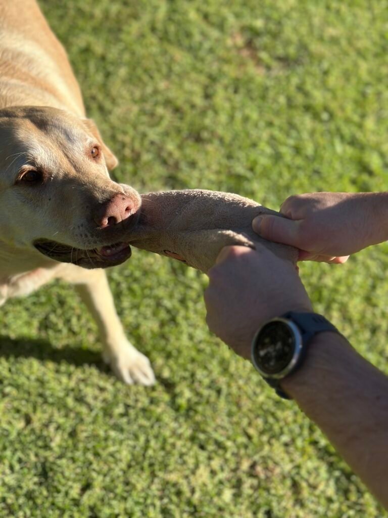 Pet sitting dog. Playing with a toy outside while pet sitting.