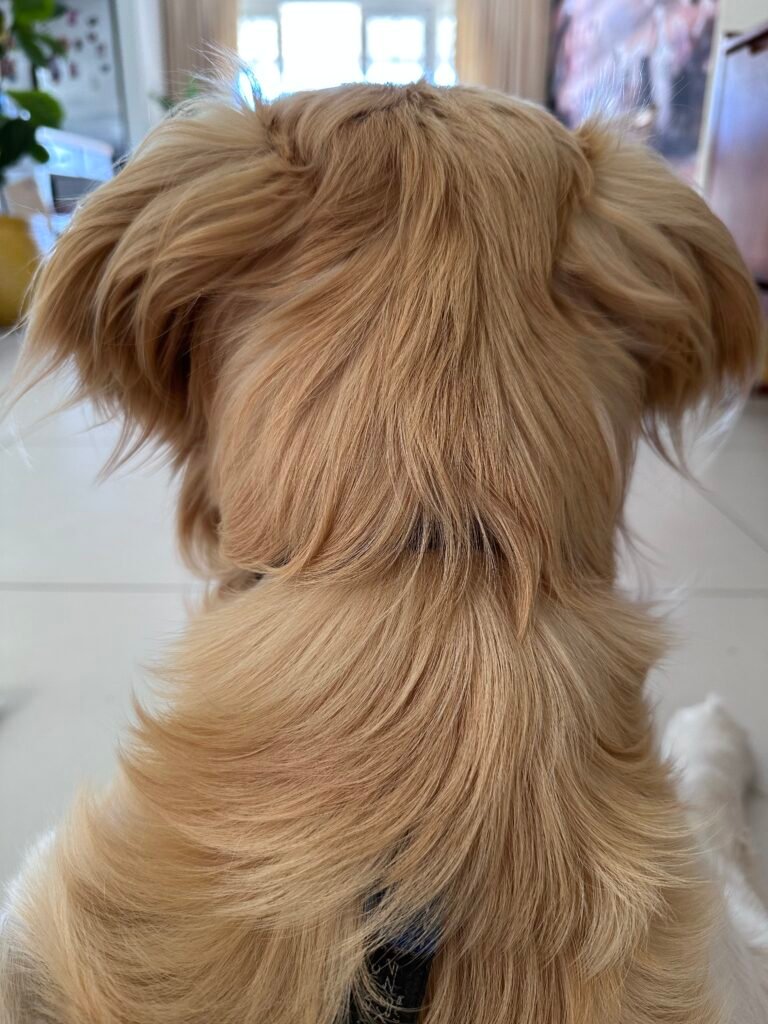 Pet sitting dog. Young golden retriever.
