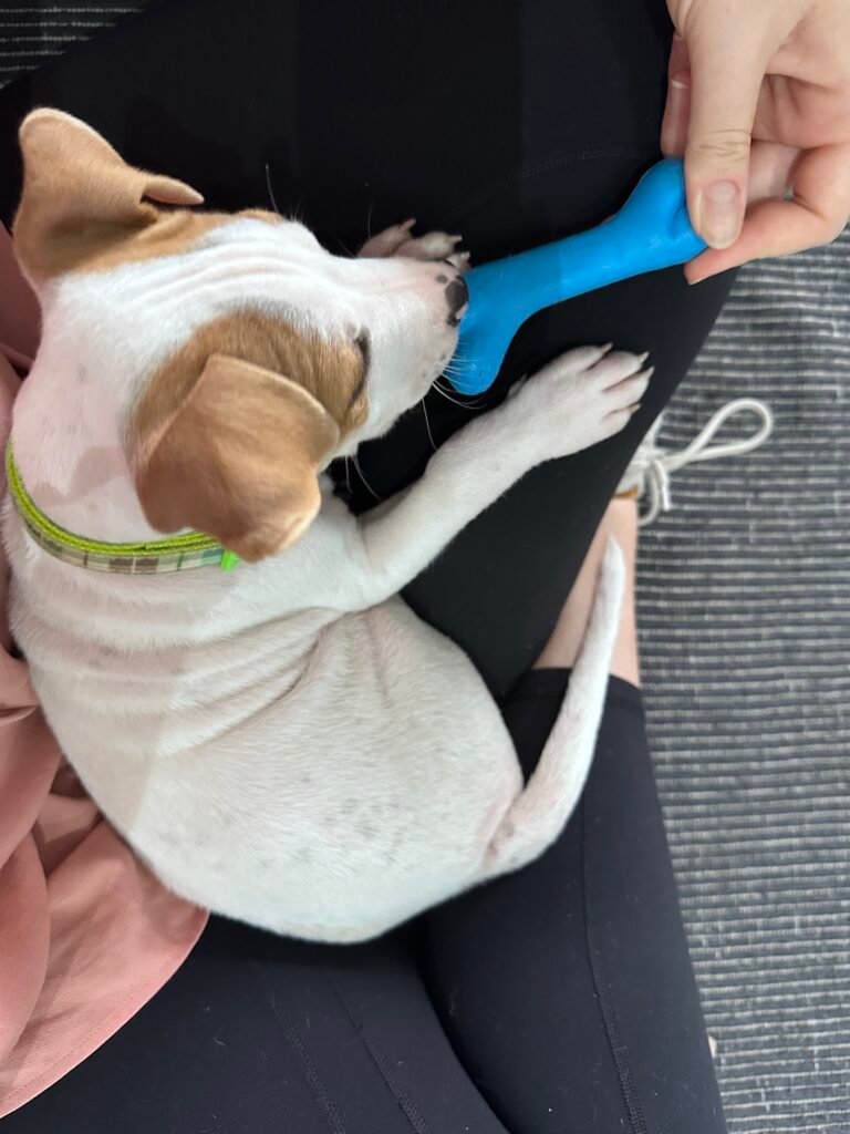 Pet sitting puppy. Playing with blue toy.