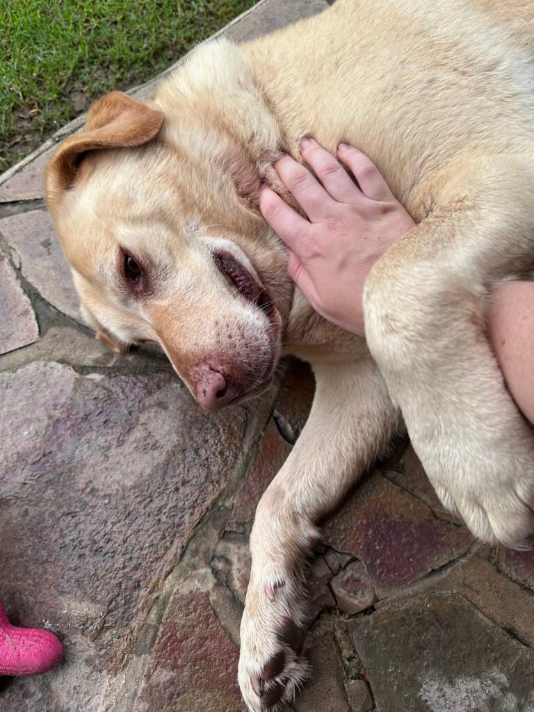 Pet sitting labrador retriever. Petting and playing with labrador dog.