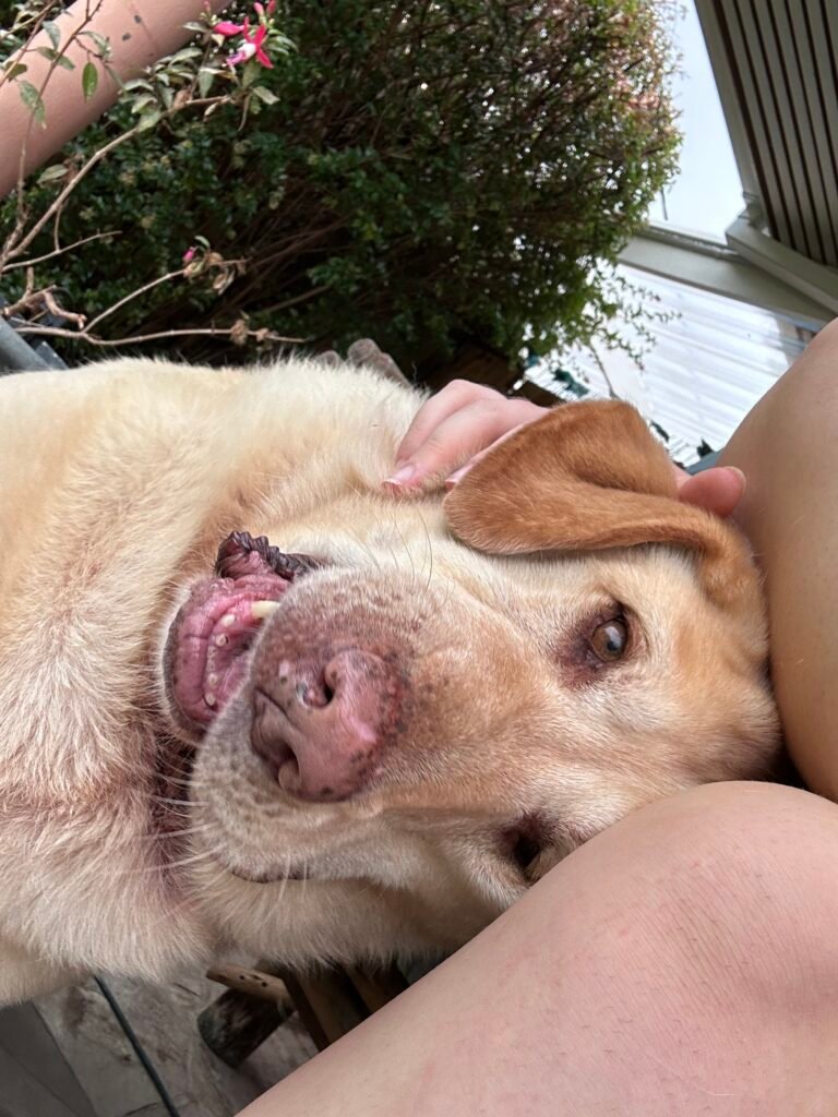 Pet sitting labrador retriever. Petting and playing with labrador dog.