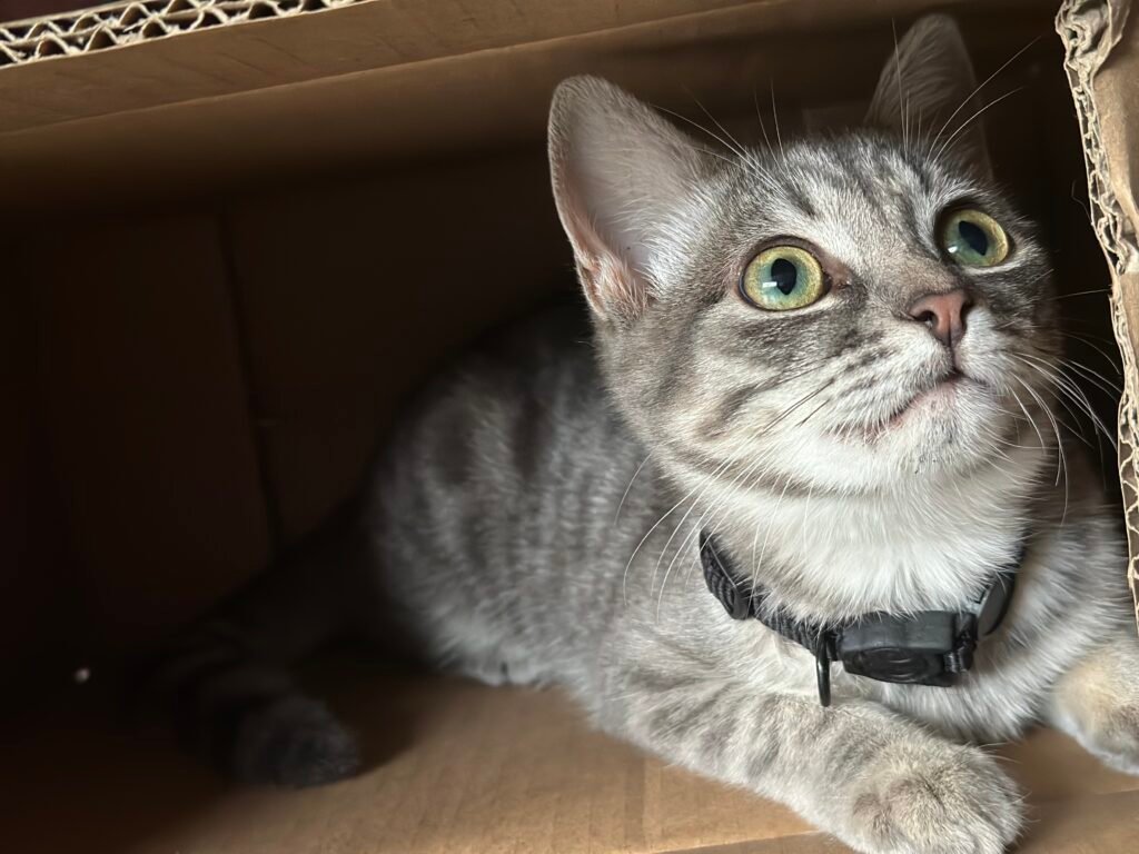 Pet sitting kitten. Playing with a toy while pet sitting cat. Kitten playing in box while pet sitting.