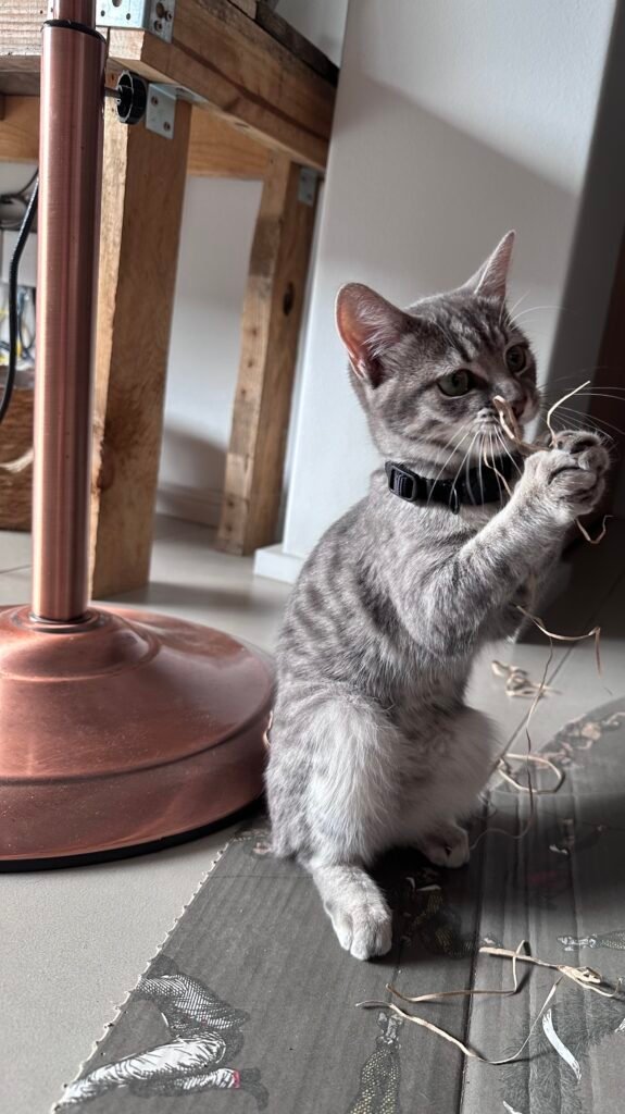 Pet sitting kitten. Playing with a toy while pet sitting cat. Kitten playing while pet sitting.