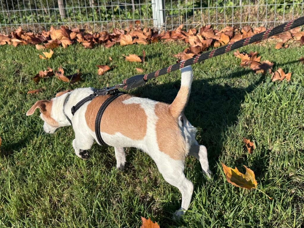 Pet sitting dog. At home boarding. Walks.