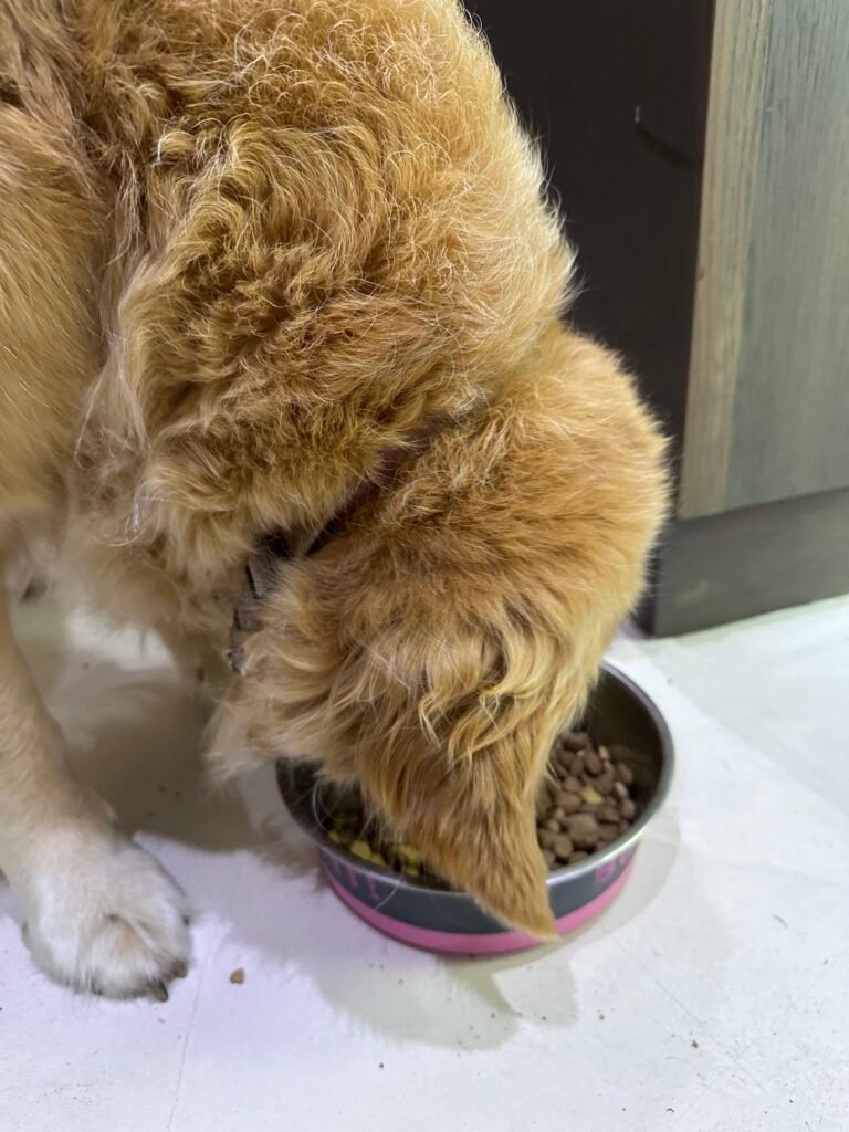 pet sitting dog. Feeding dog.