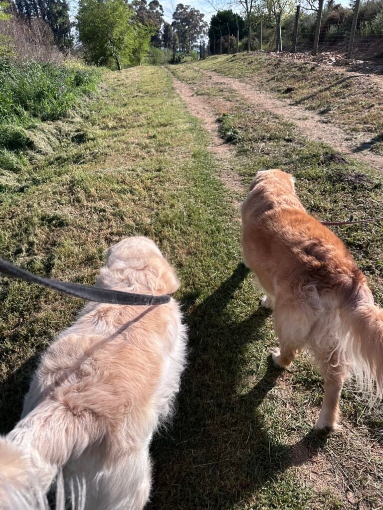 pet sitting dog. Walking dogs.