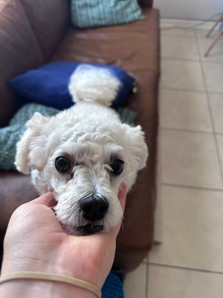 cute dog. pet sitting