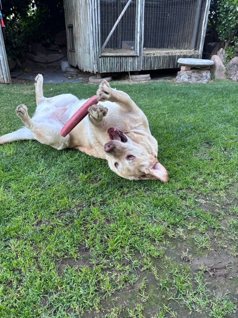 pet sitting dog. playing with toy