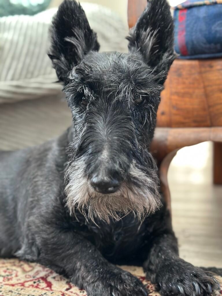 Pet sitting dog. At home boarding.