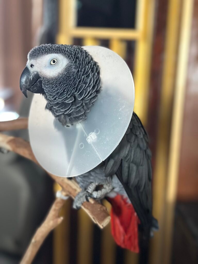 Pet sitting dog. Daily visits. Birds. African Grey.