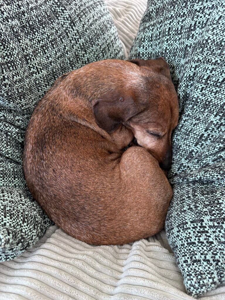 Pet sitting dog. At home boarding. Sleeping dachsund.
