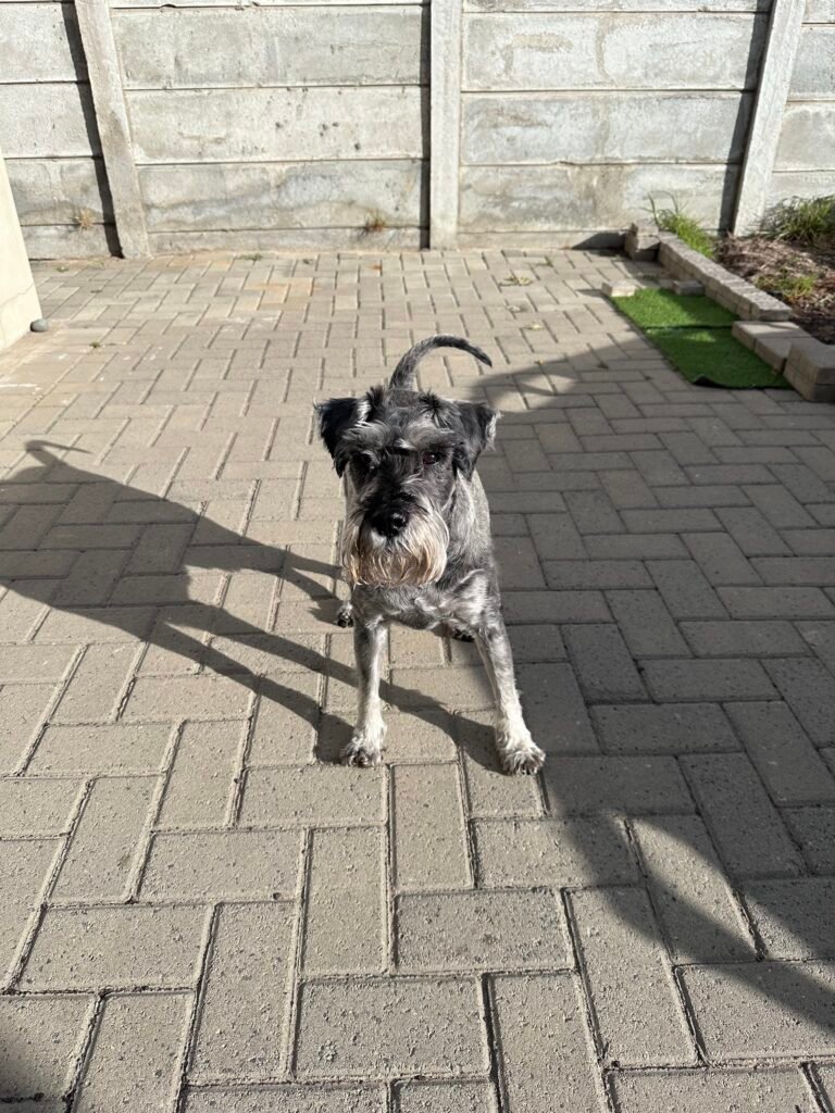 Pet sitting dog. At home boarding.