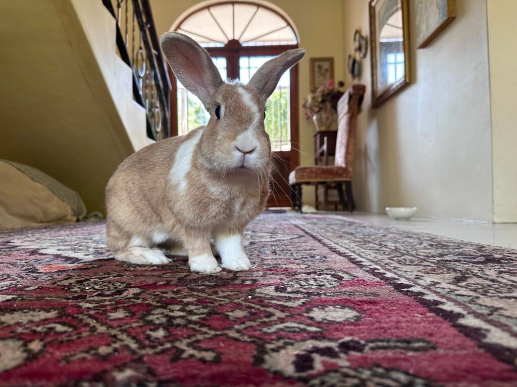 Pet sitting rabbit. Daily visits and feeding.