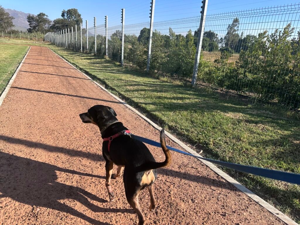Pet sitting dog. At home boarding and walking outside.
